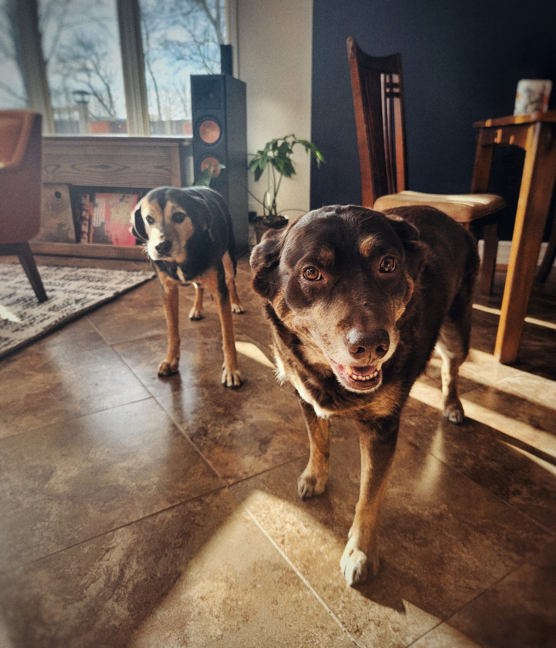 Office dogs Cali and Connor